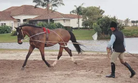 Enrênement Pessoa - Taille cheval